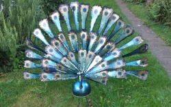 Kochtopf-Pfau